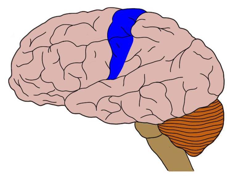 THE POSTCENTRAL GYRUS IS HIGHLIGHTED IN BLUE.